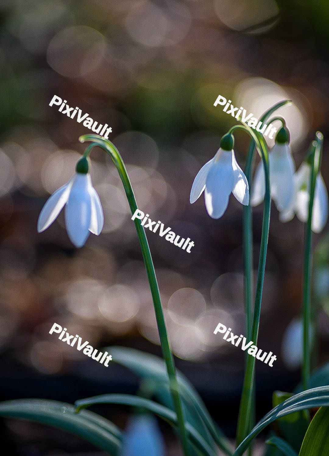 Snowdrop
